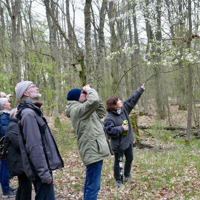 Bild mit einer Gruppe winterlich gekleideter Menschen in einem Wald mit wenig Laub. Eien Frau zeigt mit dem Finger nach oben, Menschen folgen ihrem Blick und schauen durchs Fernglas