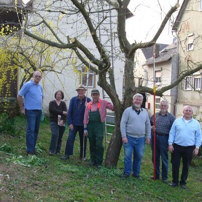 Biild mit 6 Männern und einer Frau, die im frühen Fühling mit einer Baumsäge vor einem Baum sehten, der zum Teil geschnitten wurde.