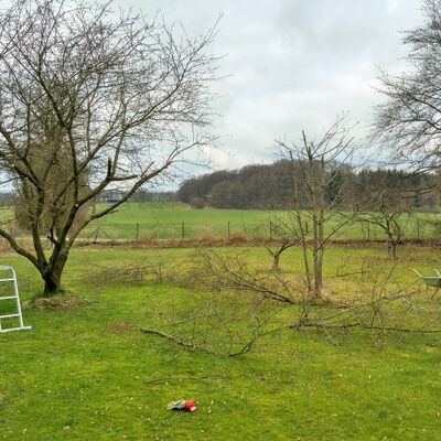 Wiese mit ungeschnittenen Hecken und Bäumen