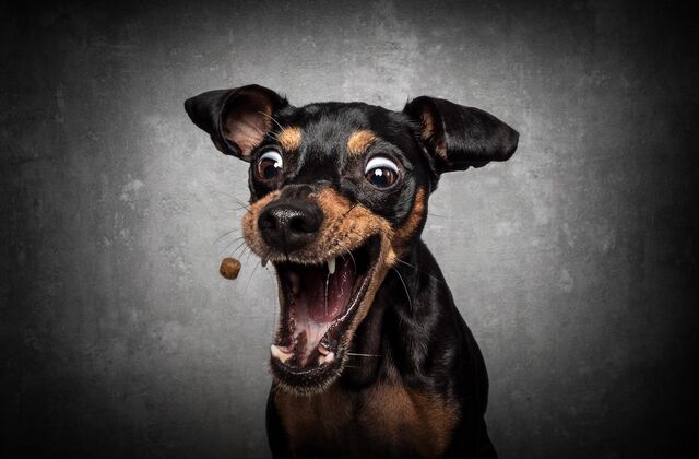 Bild mit einem fröhlich schauenden Hund, der nach einem Leckerchen schnappt