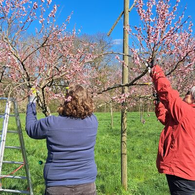 Bild mit 2 Frauen und einer Leiter an einem roso blühenden kleinen Baum, der von ihnen beschnitten wird