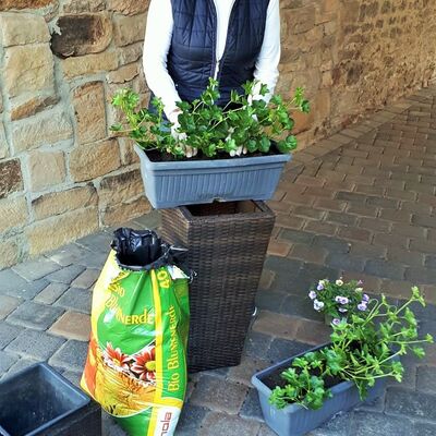Frau bepflanzt Blumenkästen