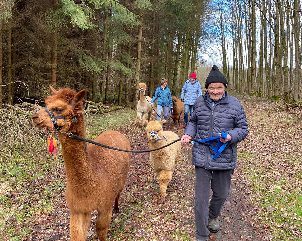 Bild von ältererem Mann in Winterkleidung, der 2 braune Lamas an der Leine hält und mit ihnen durch den Wald spaziert